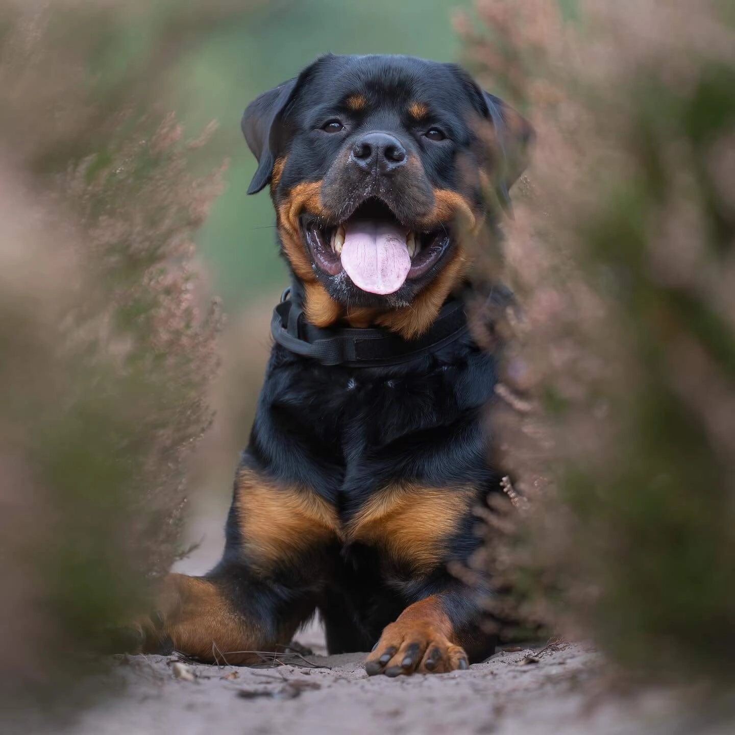 Unique Rottweilers Anigree - Unique pet searching and matching service